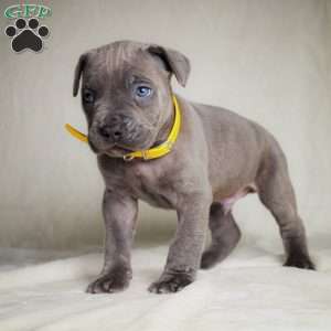 Elisha, Cane Corso Puppy